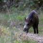 Sanglier rencontr derrire chez moi