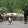 transhumance 2012