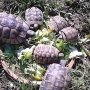 mes tortues