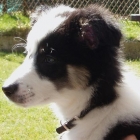 Don chiot border collie contre bon soin