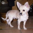 Chiot de type chihuahua