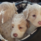 Chiots croises lagotto