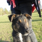 Promenade de chiens