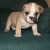 Chiot bulldog anglais