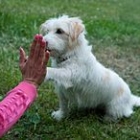 Parain Marraine animaux de compagnie